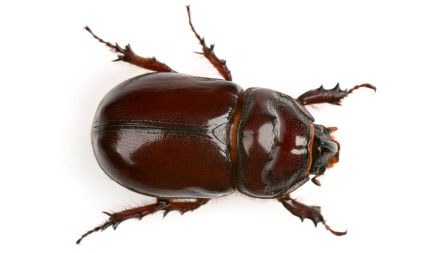 Gross Beauty Treatments and Gross Facials- Beetle parts are found in many cosmetic products