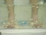 Fish Pedicure is not available in NYC