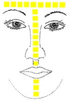 The T-Zone includes the Forehead, Nose and Chin Areas of the Face