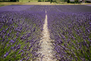 Hitchin Lavender" by Andrew Stawarz, CC BY-ND 2.0 