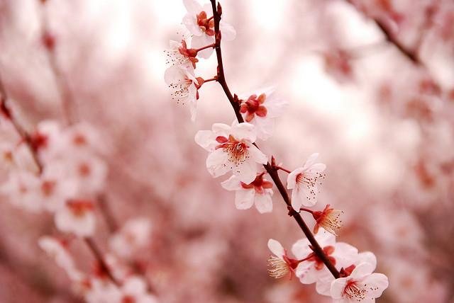 Cherry blossom by きうこ, CC BY-ND 2.0