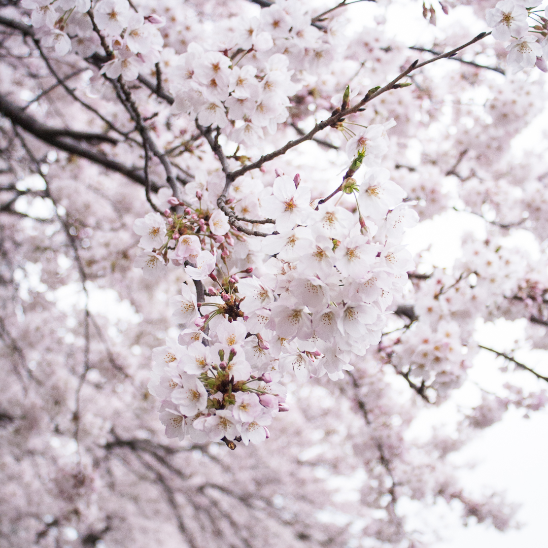 Sakura Cherry Blossom 2018
